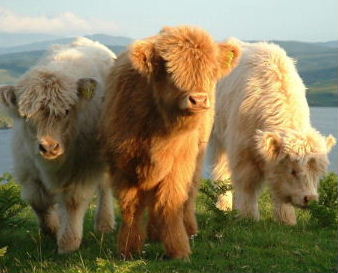 International Highland Cattle Show