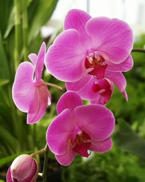 Orchid Fair at Glasgow Botanic Gardens