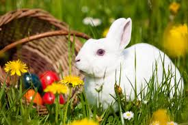 easter-bunny-hunt-glasgow-wetlands