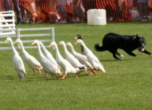 glasgow-vet-school-rodeo-duck-herding
